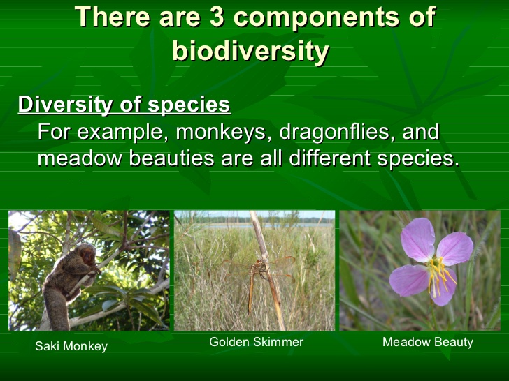 biodiversity examples